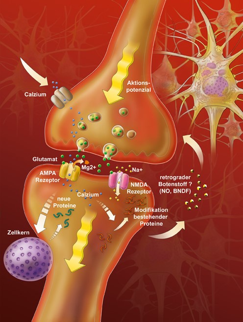 synapse